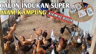 KIRIM CALON INDUKAN AYAM KAMPUNG KE BOGOR