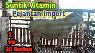 Momen ketika injeck vitamin untuk domba van rooy full blood