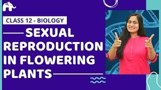 Sexual Reproduction in Flowering plants Class 12  CBSE NEET