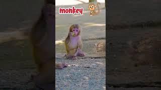 monkey life protect wildlife। #monkey #animall