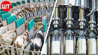 How Milk Is Made  Modern Dairy Farm Technology  Food Factory