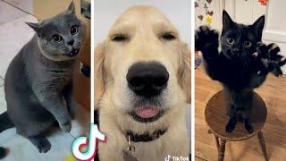 Best Compilation of Funny PETS  Most Viral ANIMAL Videos Ever 