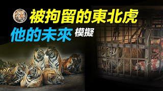 China has captured tigers from the wild and everyone is very concerned about the future of tigers