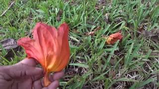 Spathodea campanulata African Tulip Tree 