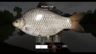 Gibel Carp Active Spot + Trophy  Winding Rivulet  Russian Fishing 4