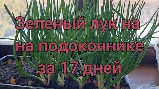 Выращивание зеленого лука на подоконнике