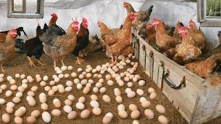 Collecting Chicken Eggs - Process of Raising Chickens for Eggs - Poultry Farming