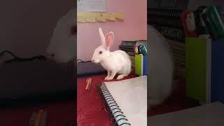 My Pet #rabbit  @kitkit1236 #shorts #animals #biology #neet Bhaskar kumar