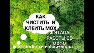 Как клеить мох своими руками. 2 этапа работы со стабилизированным мхомZelenkaShow22