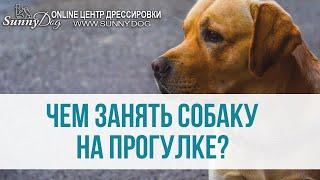 Чем занять собаку на прогулке? Интересные упражнения для самоеда