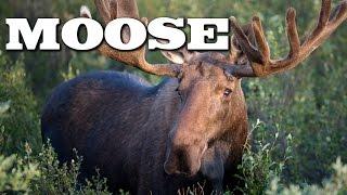 All About Moose for Kids Animal Videos for Children - FreeSchool