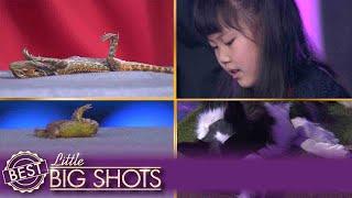 Little Big Shots  Jiaying Sends Animals to Sleep