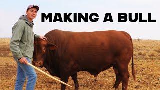 Making A Bull  Farming in South Africa