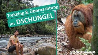 Bukit Lawang  Sumatra ● Dschungel Trekking & Wilde Orang Utans + Rafting ● Weltreise Vlog #017