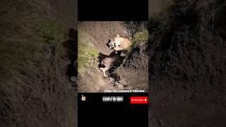 DEATH-DEFYING RESCUE  Lions Jaw-Dropping Ambush on Giraffe Calf #naturelovers #animallover