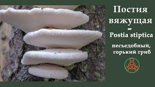 Постия вяжущая -  Postia stiptica. Несъедобный горький гриб.