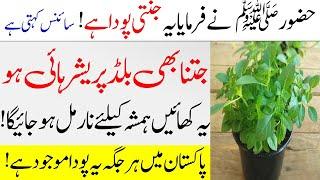 How To Treat High Blood Pressure And Hypertension  Tib e Nabvi saw  Benefits Of Basil  IT