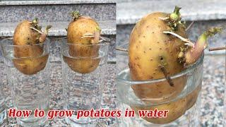 How to grow potatoes in water