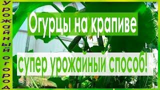 ►ОГУРЦЫ НА КРАПИВЕ - СУПЕР УРОЖАЙФОРМИРОВКАПОДКОРМКИПОЛИВ