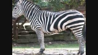 Zebra downed a camera man