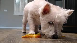 Frank eats his first sandwich