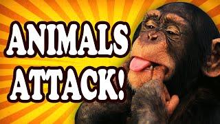 Top 10 Weird Times that Animals Got a Taste for Human — TopTenzNet