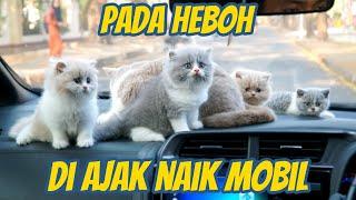 ANAK KUCING BRITISH JALAN JALAN NAIK MOBIL