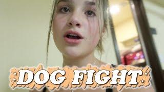 Christmas Day Dog Fight WK 416.6 Bratayley