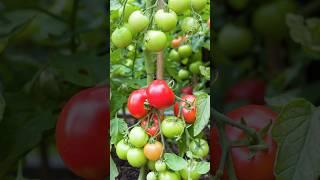 इस नई मैथिड से उगाएं टमाटर कुछ ही दिनों में टमाटर से भर जाएगा पूरा पौधा #tomato #gardening #cutting
