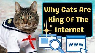 Why Are Cats So Popular On The Internet?