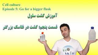 آموزش کشت سلول. قسمت پنجم کشت در فلاسک بزرگتر - Cell culture Ep05  Go for a bigger flask