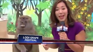 Baboon Grabs Fox 40 Reporter Boob on Live TV Grape Festival