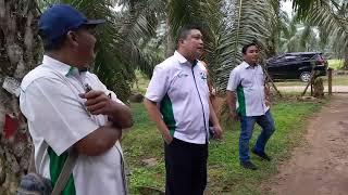 Pokok Induk untuk Polinasi Benih Kecambah Unggul di Pusat Penelitian Kelapa Sawit Sumatera Utara