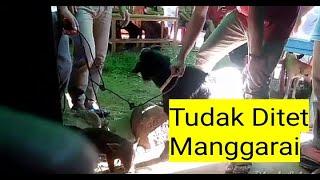 Acara adat manggaraitudak ditet manggarai