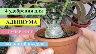 4  ЛУЧШИХ УДОБРЕНИЯ ДЛЯ АДЕНИУМА для супер роста для толстого каудекса