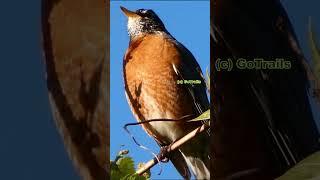 American Robin Singing  #birdcall