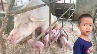 Babi Yang Super Besar Akhirnya Punya Anak 18 Ekor Astaga Banyak Banget