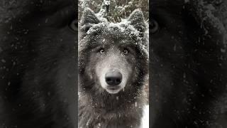 Blue Wolf in Snow #bluewolf #bluewolfdog #wolf #snow