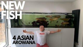 *NEW FISH* 4 ASIAN AROWANAS IN 2000 LITRE AQUARIUM Micksfishuk