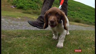 Remembering Max the Springer spaniel and the new Tally the Springer spaniel taking over UK