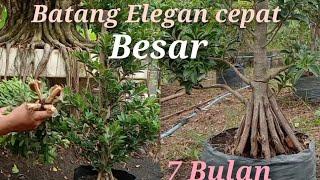 cara memperbesar batang Bahan bonsai Elegan cara ini sangat cepat