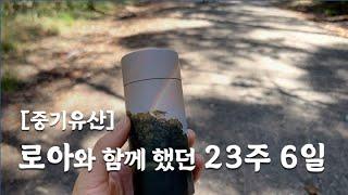 안녕 로아  23주 6일 중기 유산