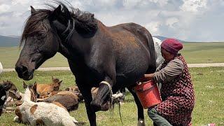 HORSE MILKING  Ancient Nomad life in the high mountains