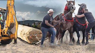 Draft Horses Logging Heavily in the Forest Only an Excavator could lift It