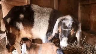 Guinevere 2 5 2019 goat