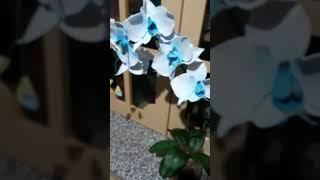 orquídea azul saindo