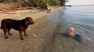 How Labrador Keeps Safe Little Brother in Shallow Water