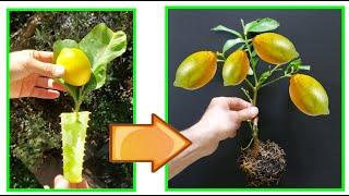 LEMON heres how to HAVE A NEW PLANT in a simple fast and correct way LEMON REPRODUCTION LEMON