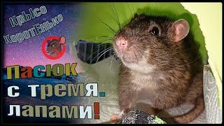 Трехлапый пасюк Шотя  Выходец нашего приюта приехал в гости.  Wild RatsДикие Крысы 