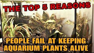 Why Do My Aquarium Plants Keep Dying? The Top 5 Reasons Planted Tanks Fail Melt & Grow Algae